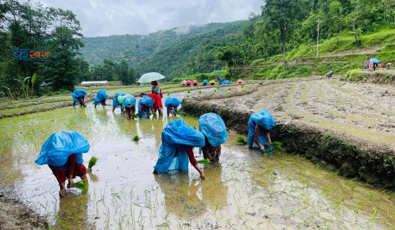 रुकुम पश्चिममा शतप्रतिशत धान रोपाँइ