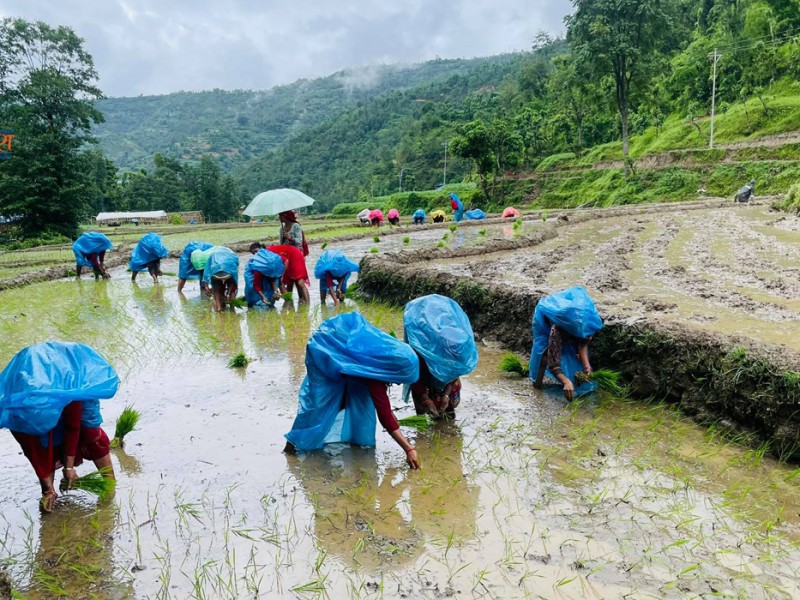 रुकुम पश्चिममा ६० प्रतिशत रोपाई सकियो