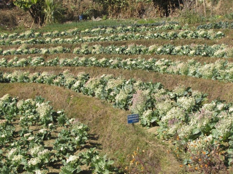 कृषि गणनाः रुकुम पश्चिममा ३५ गणक र ९ सुपरिवेक्षक खटिने 