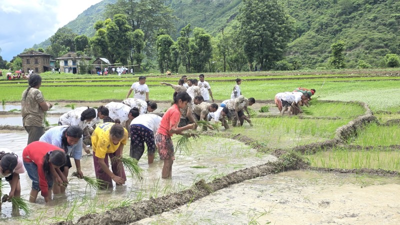 राष्ट्रिय धान दिवस : रुकुम पश्चिममा विविध कार्यक्रम गरी धान दिवस मनाइयो