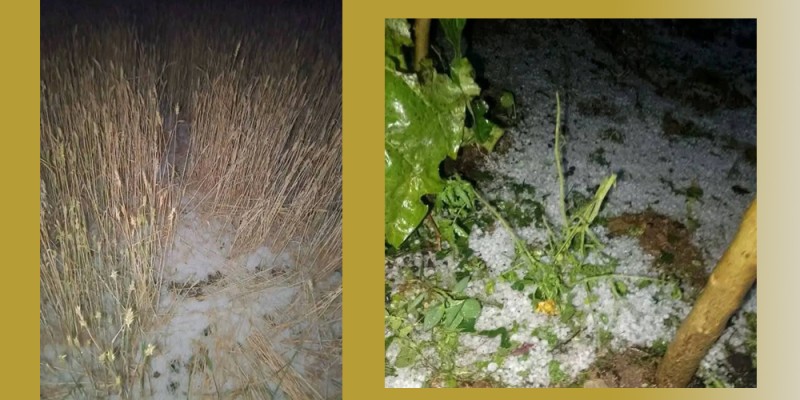 असिना पानीले क्षति 