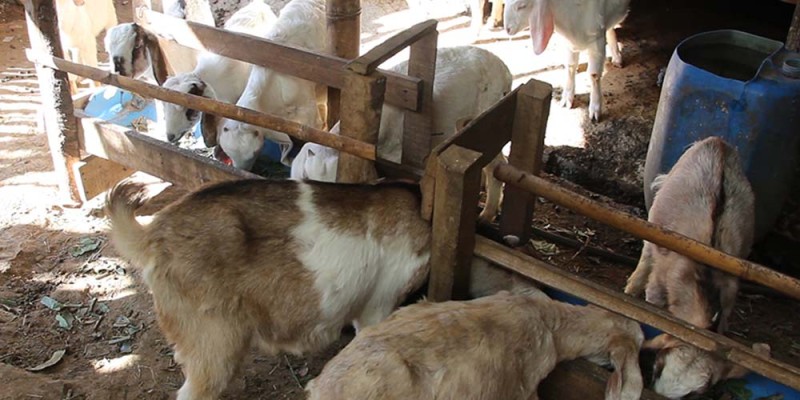 बाढीले भेडीगोठका २६ बाख्रा पुरिए