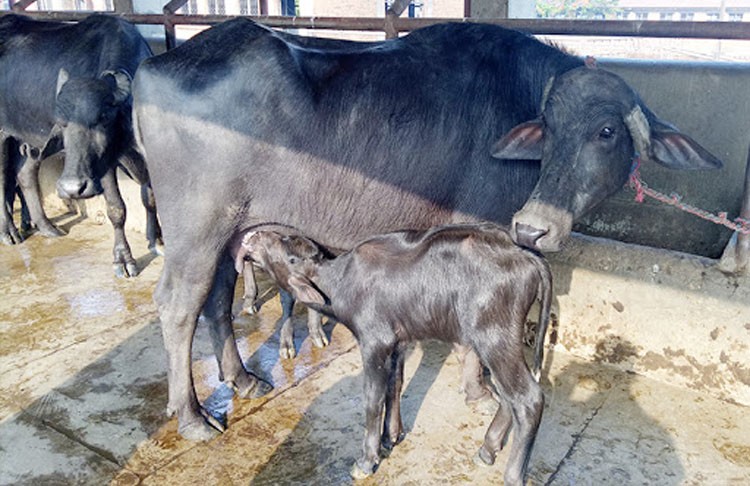 मुसिकोट ५ का ४६ जना किसानलाई सुत्केरी भैंसी स्याहार खर्च