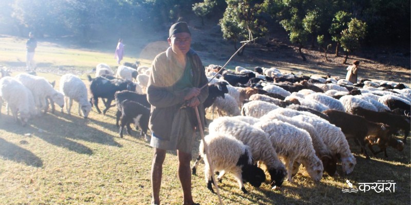 भेडा पालनमै भविष्य देखिरहेका भेडी गोठाला, ४ महिना जङ्गलमै हुन्छ बास !