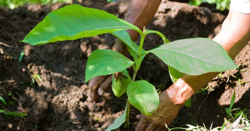 रुकुम पश्चिमका सामुदायिक वनमा दश हजार बढी विरुवा रोपियो 