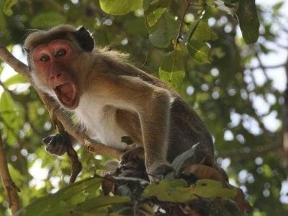 भूमे ३ झुम्लाबाङमा बाँदरको आतंक 