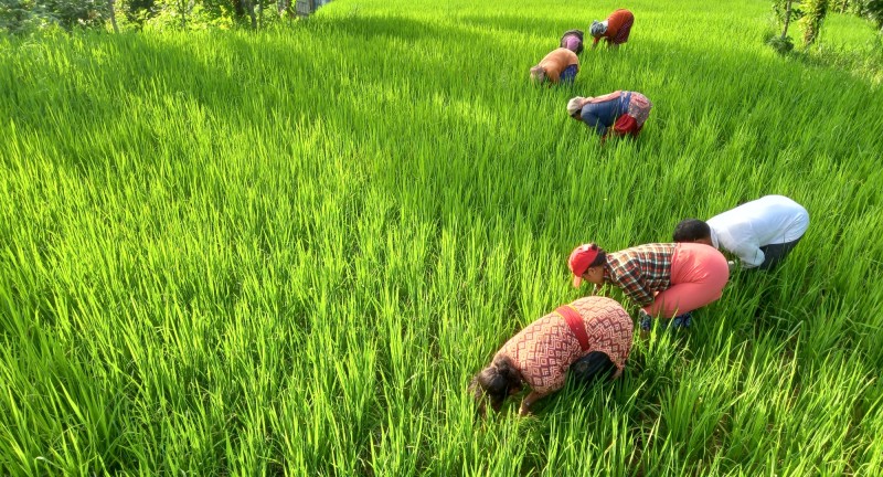 हिउँदे वर्षा: आकाशे पानीको भरमा खेती गर्ने किसानलाई राहत 