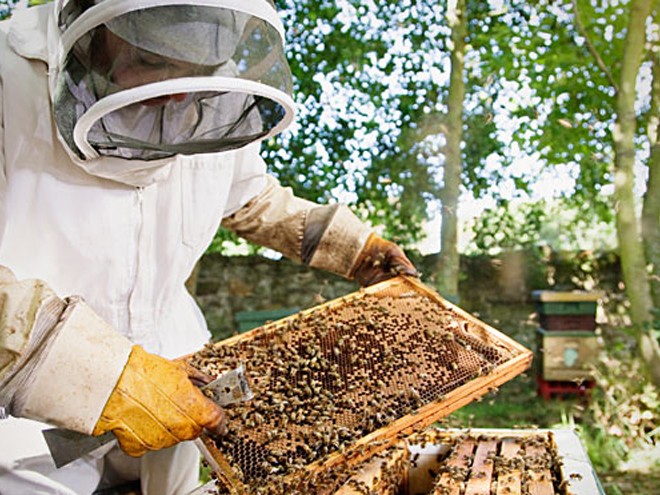 रूकुम पूर्वमा मह उत्पादन ८० प्रतिशतले घट्याे