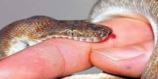 महिनावारी हुँदा गोठमा सुतेकी  एक महिलाकाे सर्पले डसेर  मृत्यु