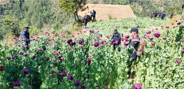 रुकुम पश्चिममा ७५ रोपनीमा लगाएको अफिम खेती नष्ट 