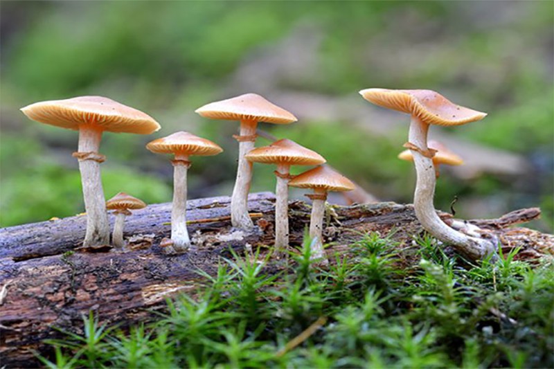 राेल्पामा जंगली च्याउ खाँदा दम्पतिकाे मृत्यु