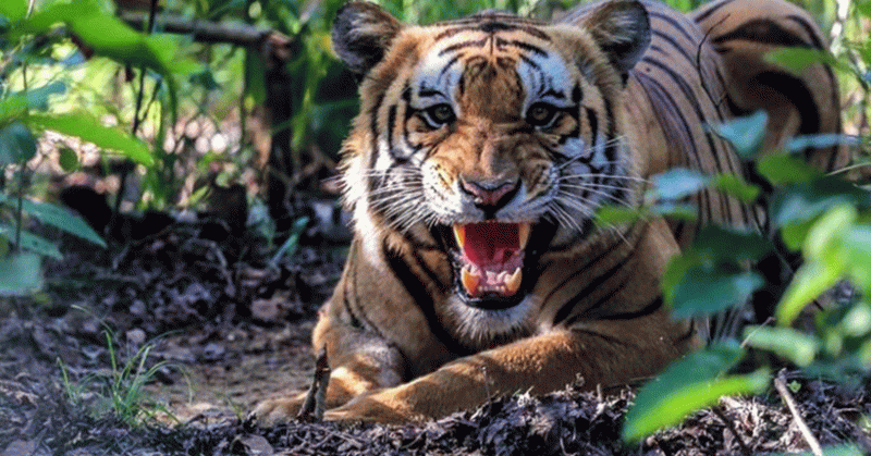 सल्यानमा बाघको आक्रमणबाट ६५ वर्षिय बृद्धको मृत्यु