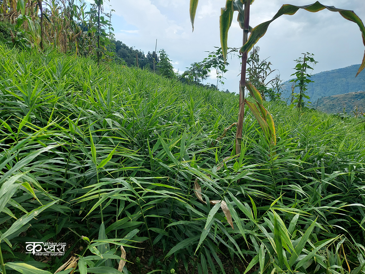 अदुवा र वेसार उत्पादनमा मुसिकोटले अनुदान दिने 