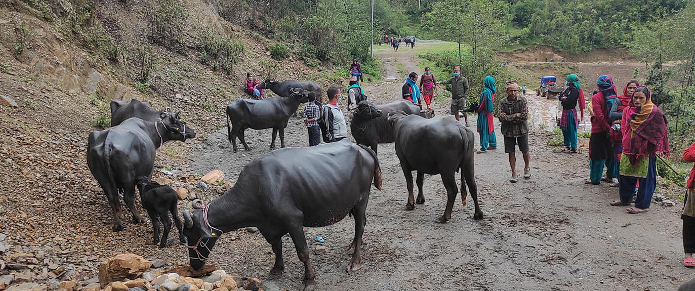 पाँच पालिकामा २ सय भैंसी, ६ सय बाख्रा र १२ बोका वितरण