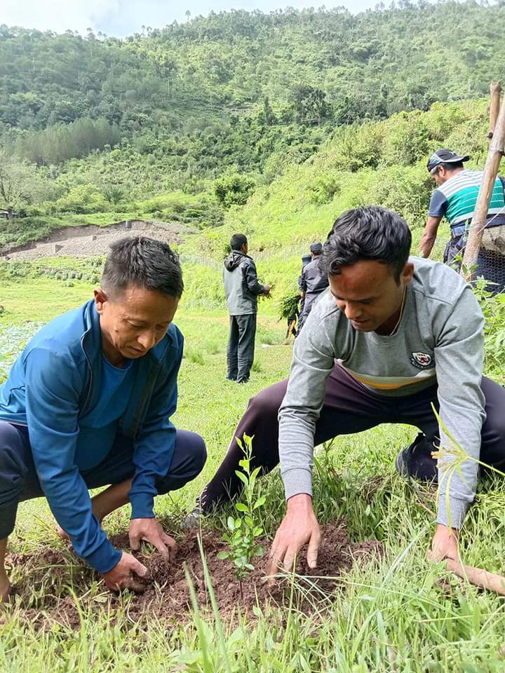 कमलदह परिसरमा सय अनार र ५० कागतीका विरुवा