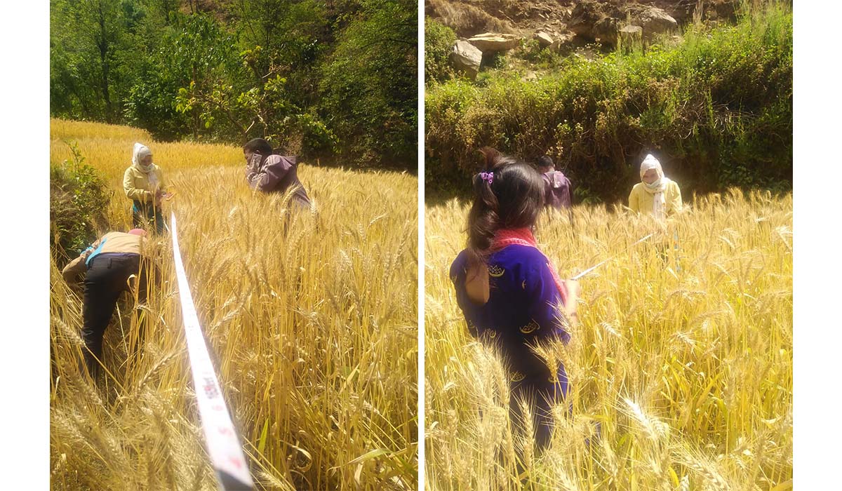 रुकुम पश्चिममा गहुँ उत्पादन घट्यो