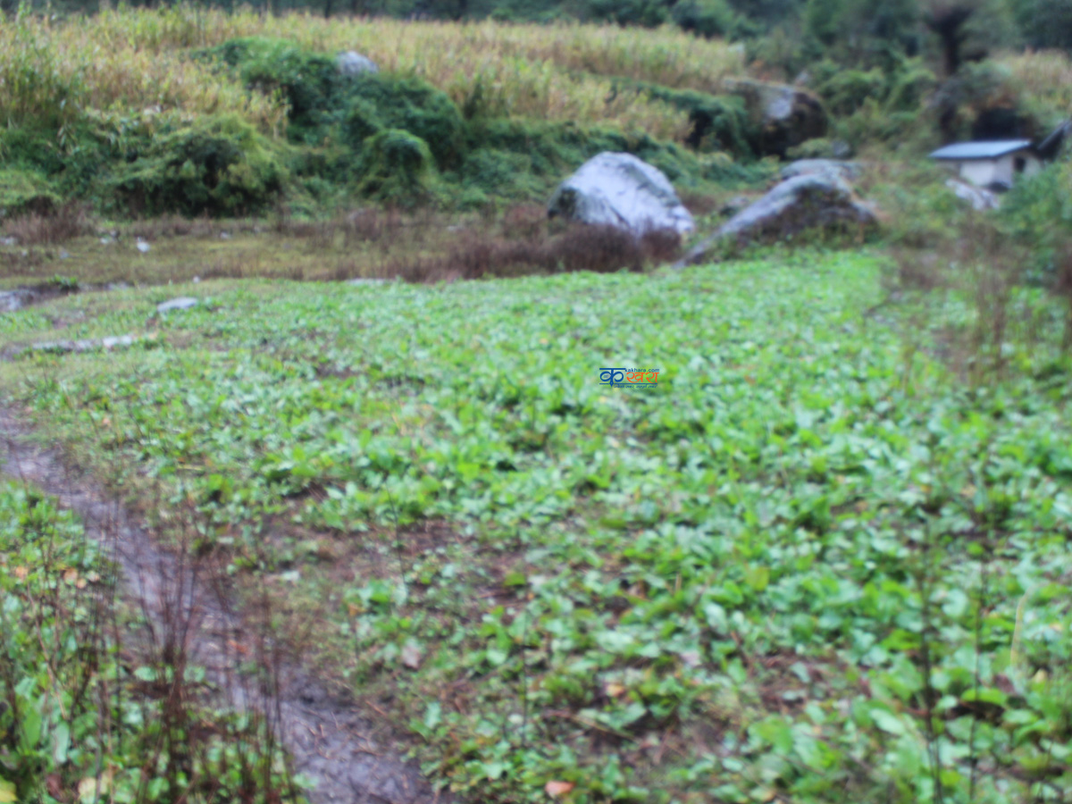 सिस्नेमा हेलिकोप्टर मार्फत विद्युतका सामग्री लगिने