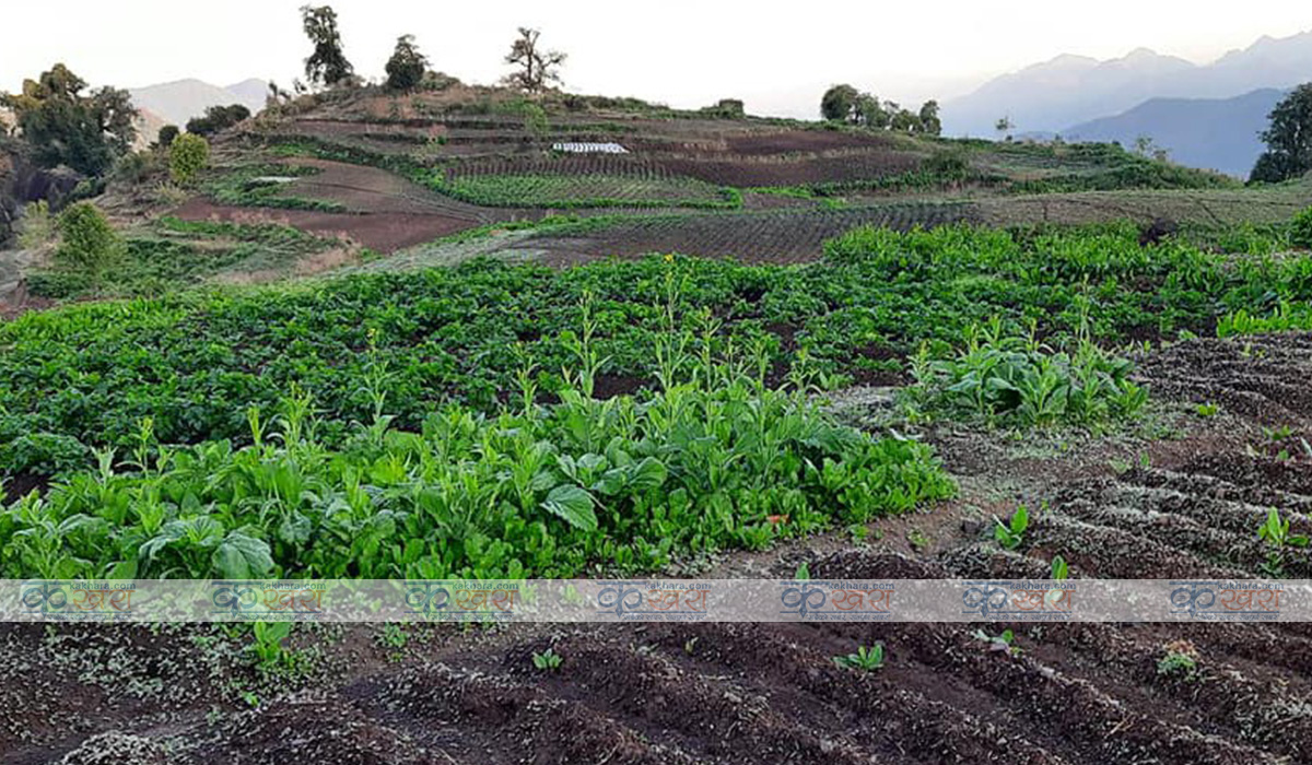 खाली रहेको मारिङ यसरी बन्यो अनुसन्धान केन्द्र