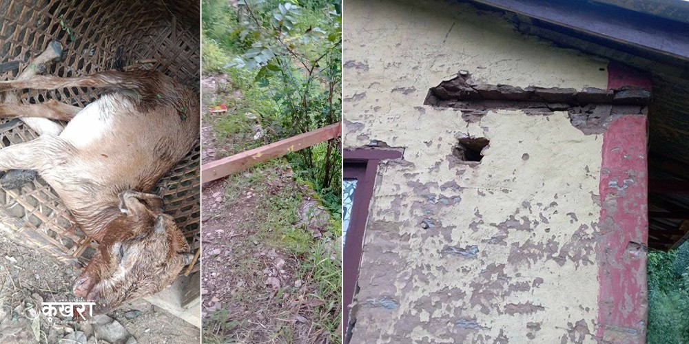 चौखावाङमा महिला भवनमा तोडफोड, अज्ञात व्यक्तिले बाख्रा मारे