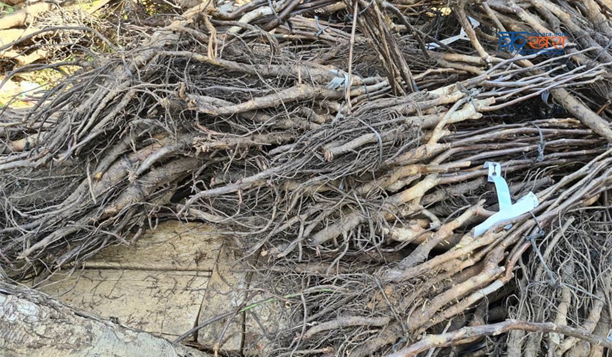 सुकेका दश हजार ओखरका विरुवा फिर्ता पठाइयो