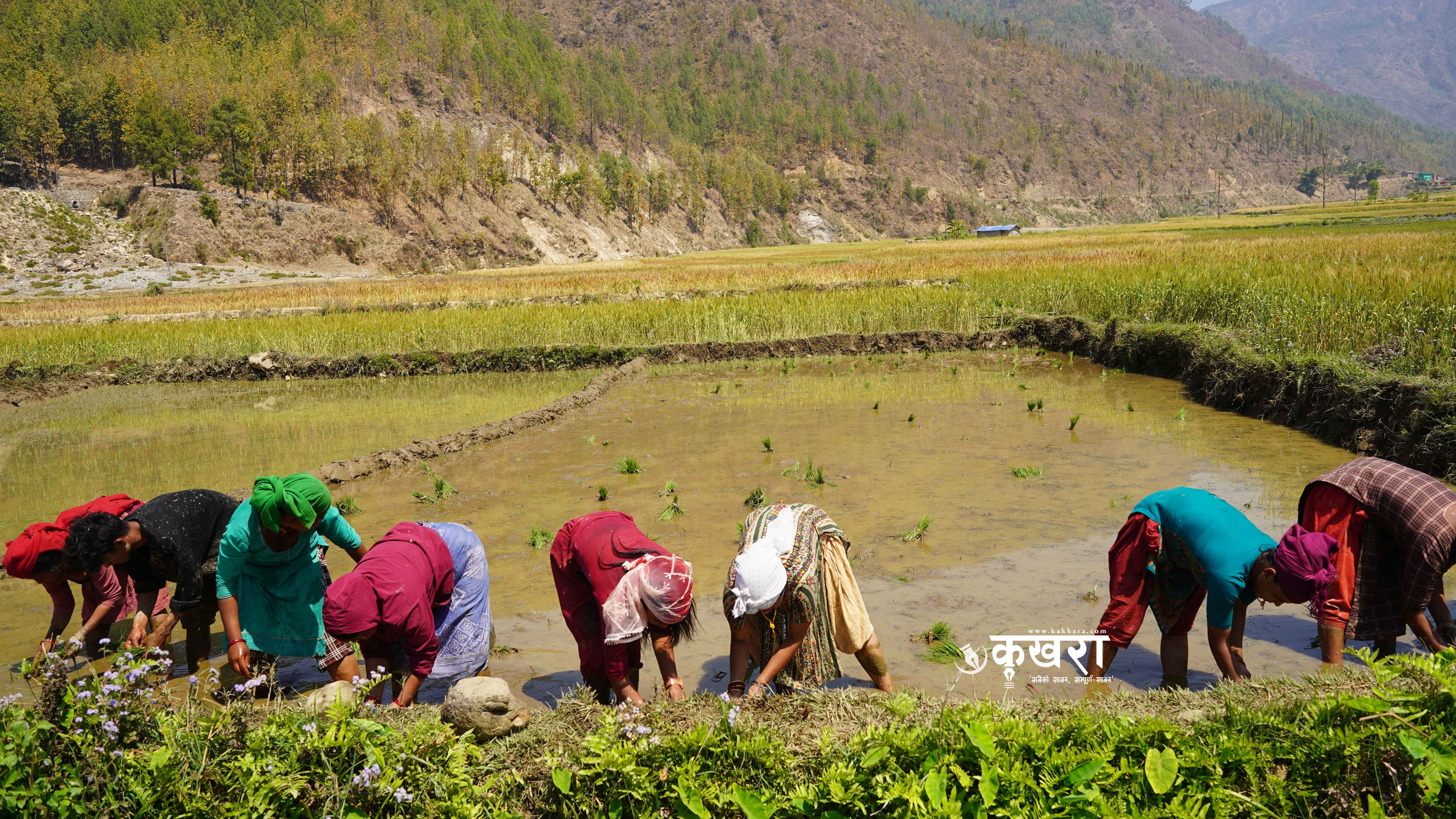 चौरजहारीमा चैते धानको परीक्षण (फाेटाे फिचर)