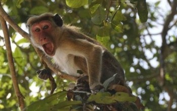 भूमे ३ झुम्लाबाङमा बाँदरको आतंक 