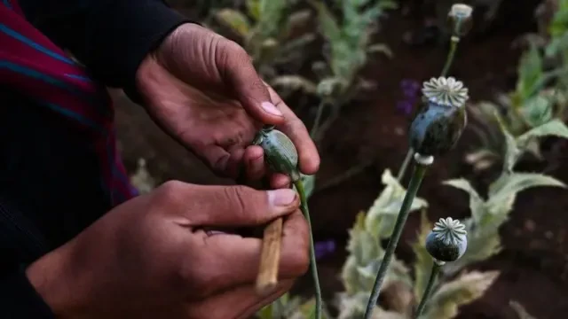 एक आर्थिक वर्ष: रुकुम पश्चिममा झण्डै १६ किलो लागू औ‌षध अफिम बरामद, अन्य केके बरामद गरियो ? 