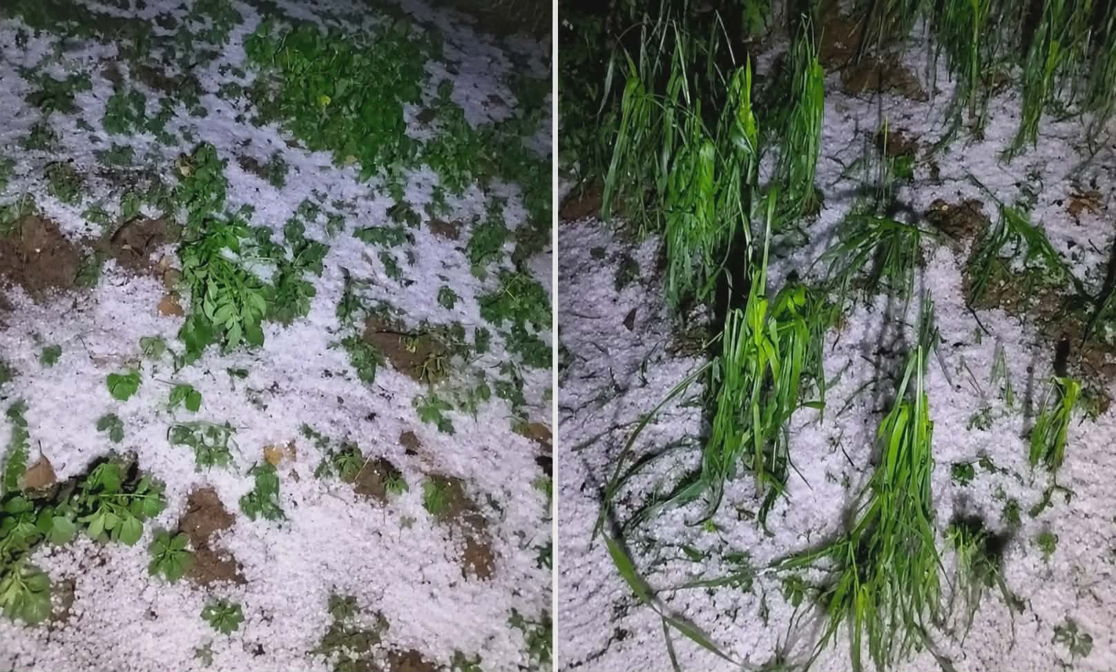 असिनाले मकैबाली तथा फलफूलमा क्षेती, किसान चिन्तित