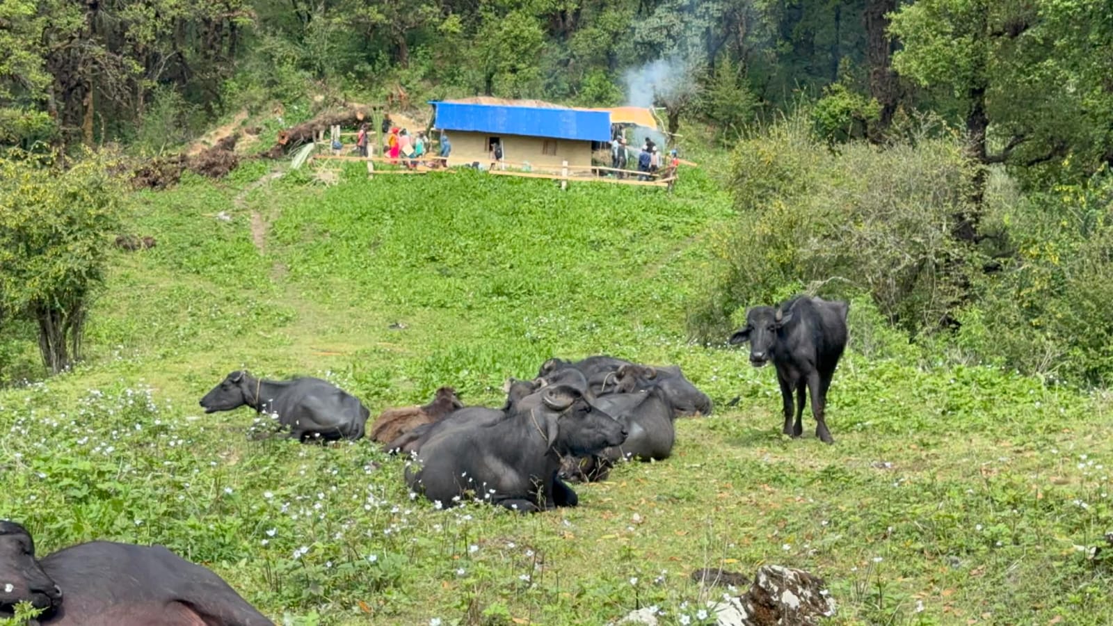 बाँफिकोटको डम्मानामा साझा गोठ निर्माण, एक कार्यक्रम गरेर उद्घाटन