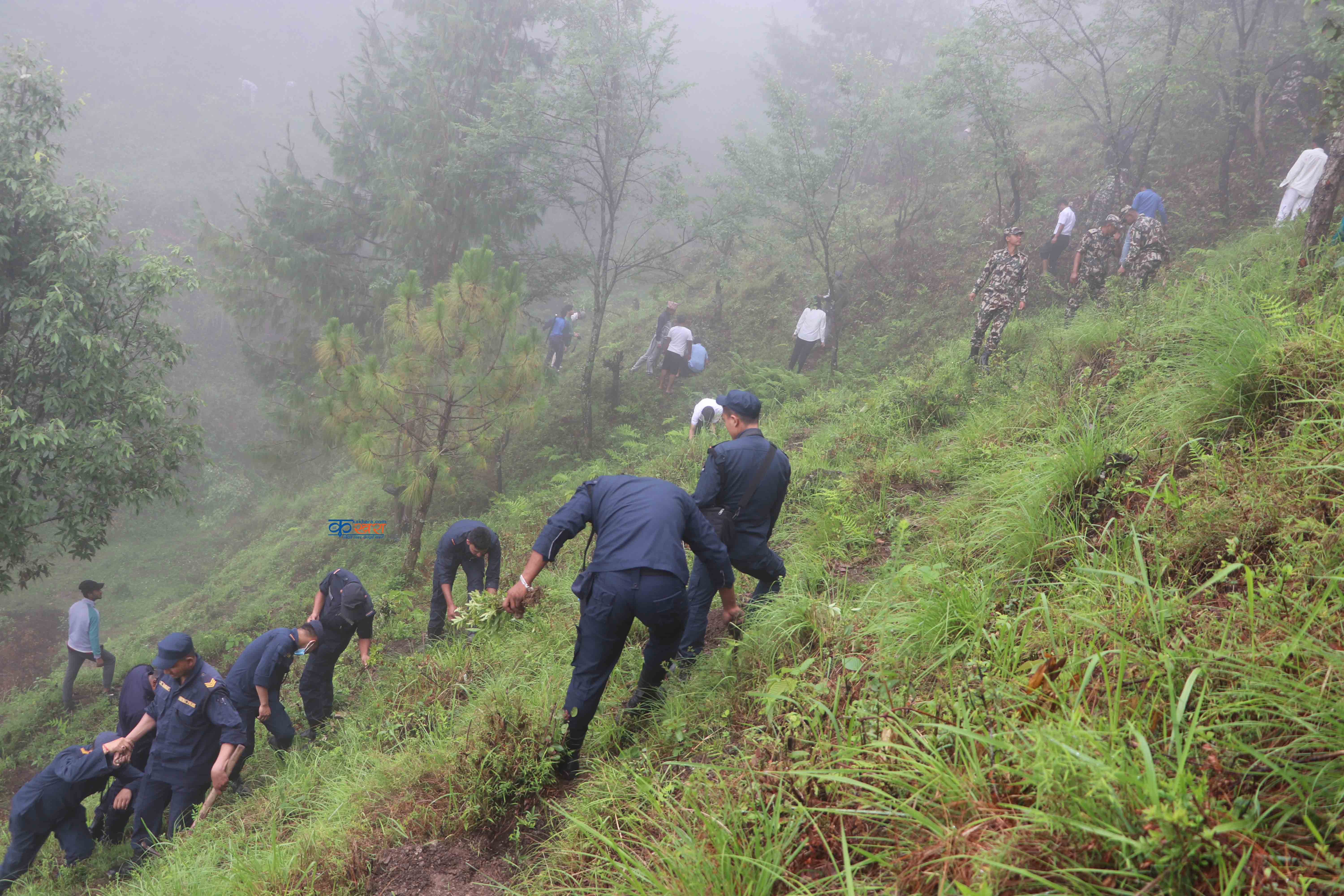 रुकुम पूर्वः दिवसमा टिमुर रोपियो 